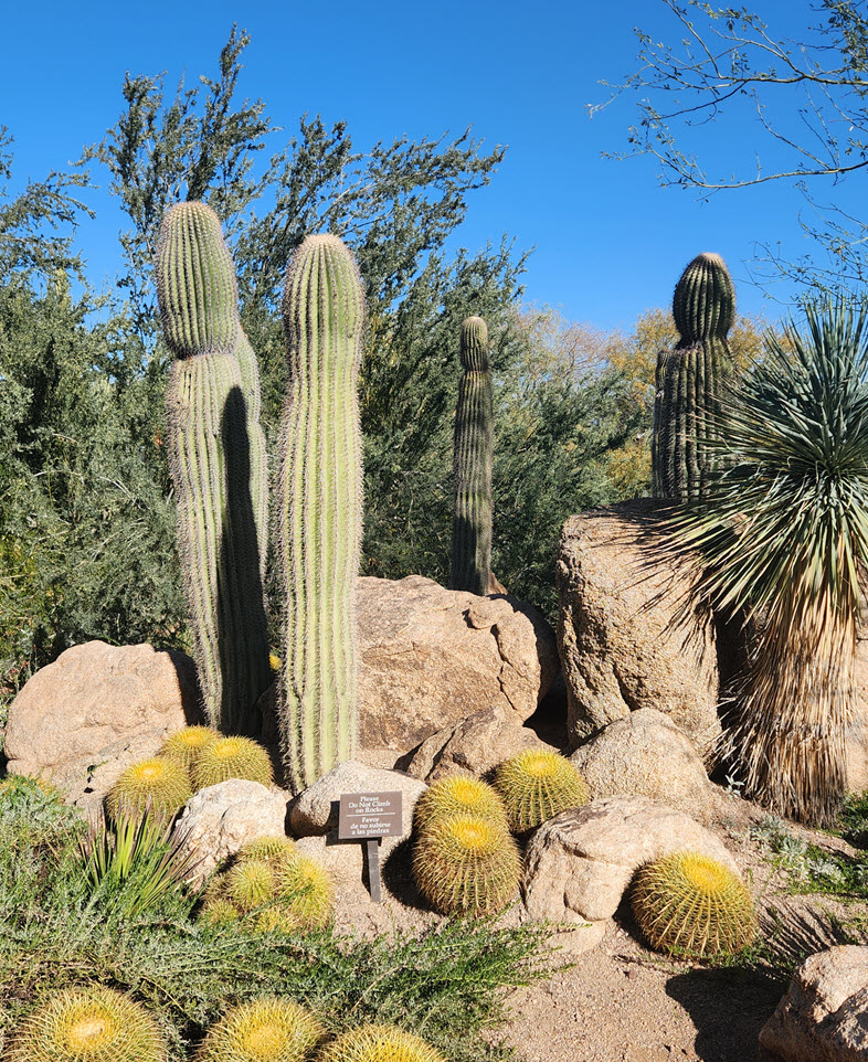 Cacti among desert plants and landscape