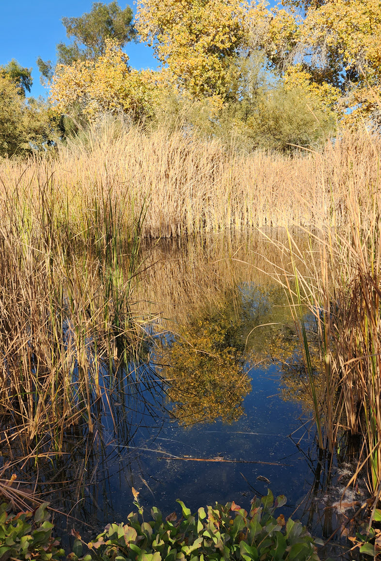 Pond view with water plants and trees reflected