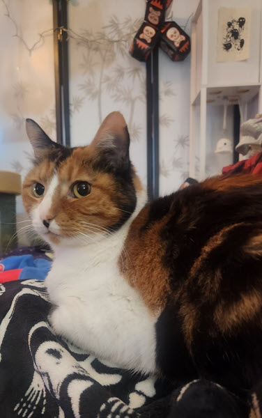 Calico cat looking surprised and curious on the couch