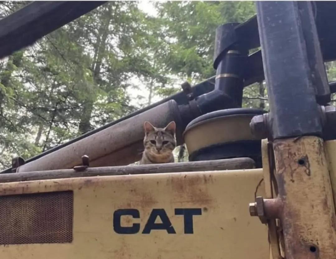 grey tabby cat inside CAT construction equipment