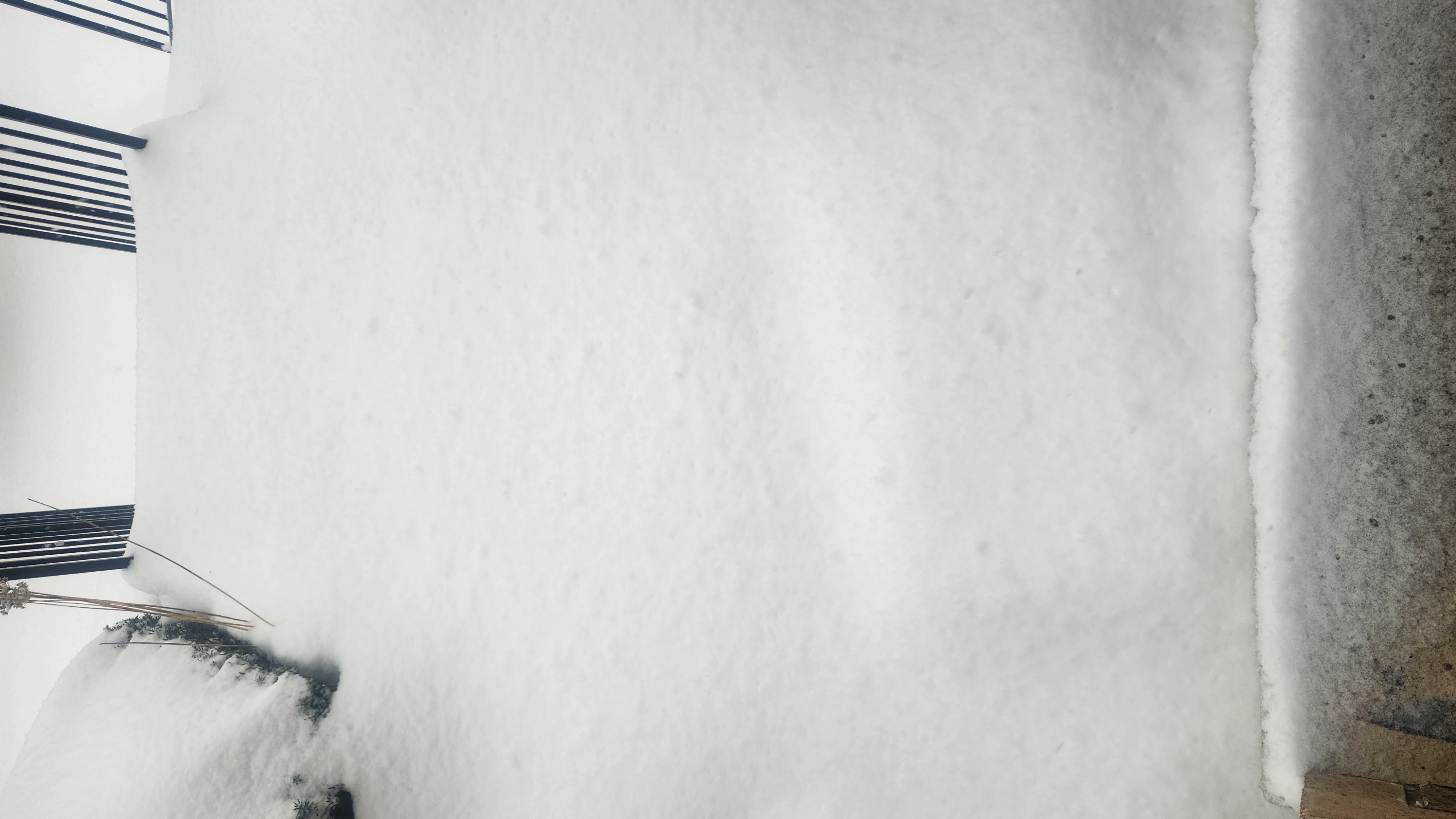 snow covering a bush and stairs going down