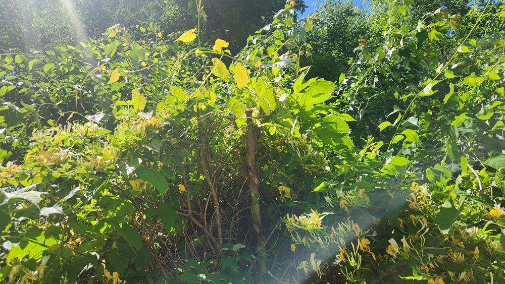 honeysuckle flowers and tree in the sunlight with a clear sky behind