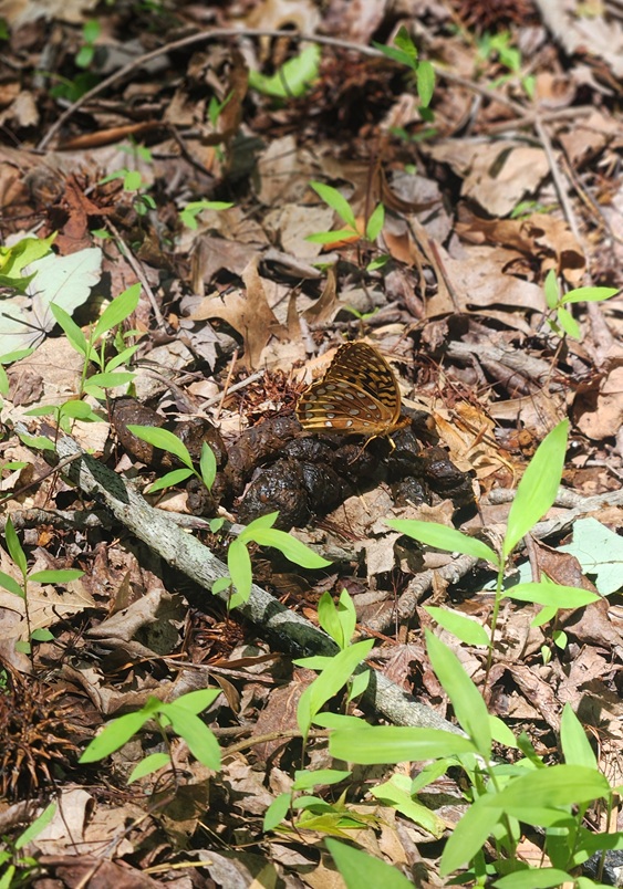 yellow and brown butterfly sitting on a pile of poop