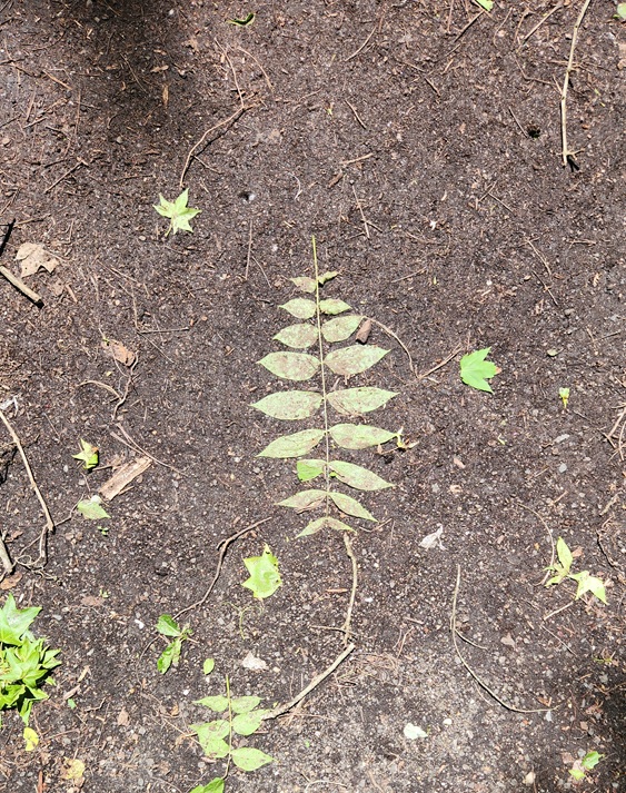 leaves pressed in the dirt on the ground