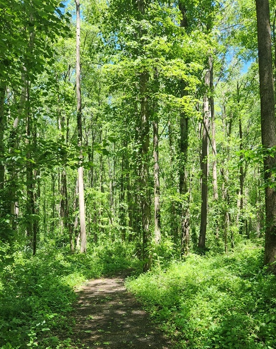 forest path with tall trees on either side