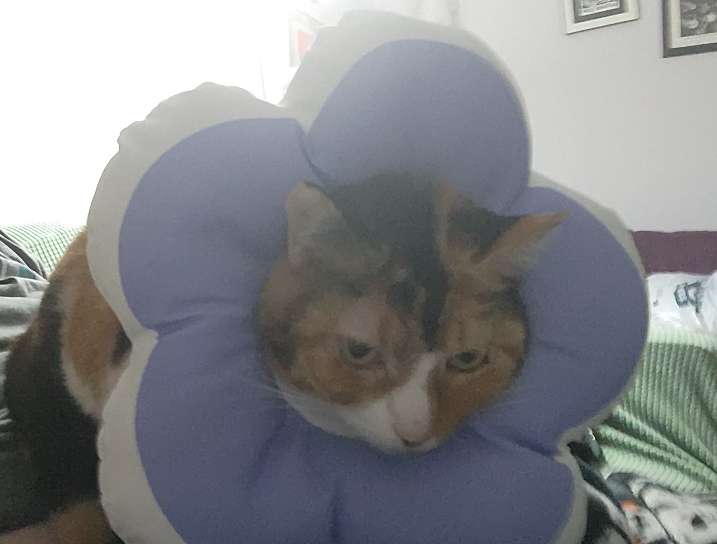 Calico cat seething in a plush cone in the shape of a purple flower