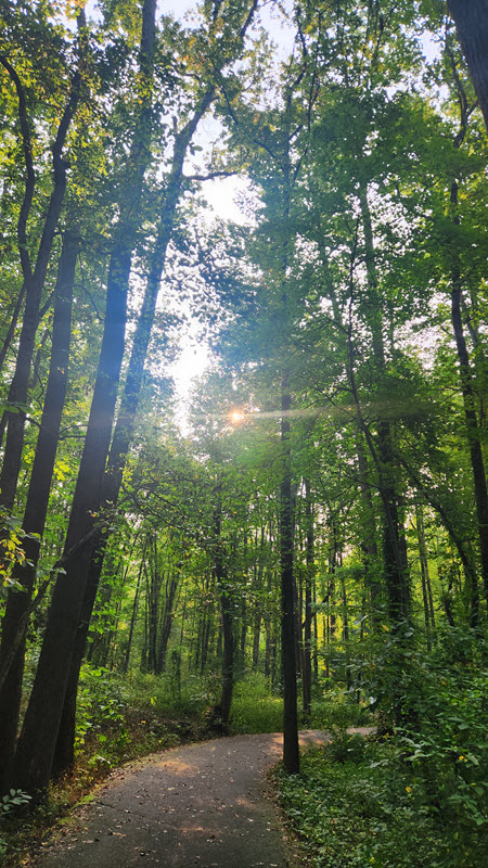 Walking path through a green forest with the sun shining through the trees