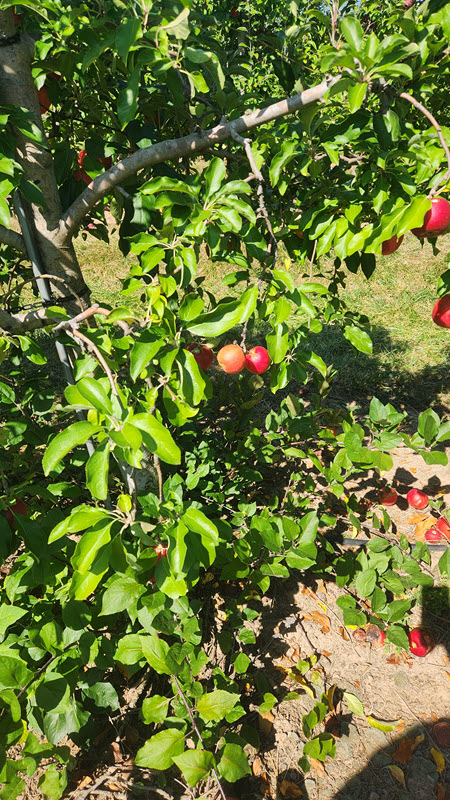 Zoomed in apple tree showing several red apples hanging