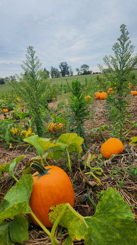 Collection of pumpkins in a patch outside