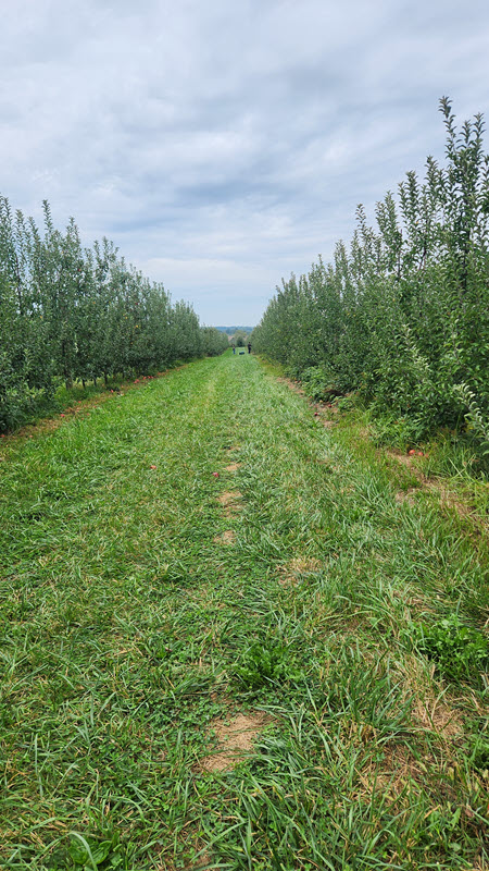 Rows of apple trees in a field