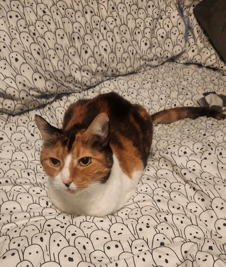 Calico cat on a bed with white ghost print sheets