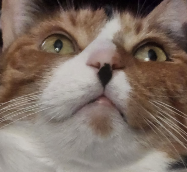 Close-up of a calico cat's face, she's looking up