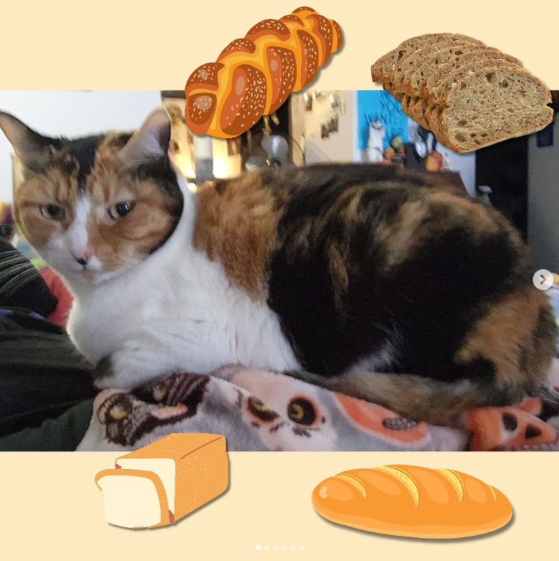 my calico cat, Zenny, sitting on my lap looking at the camera with some disdain. she has her body curled into a near perfect loaf form. surrounding her float multiple pictures and drawings of bread.